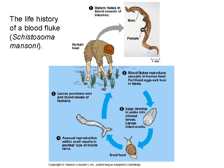 The life history of a blood fluke (Schistosoma mansoni). 