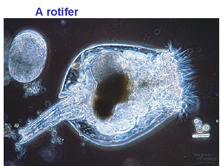 A rotifer 