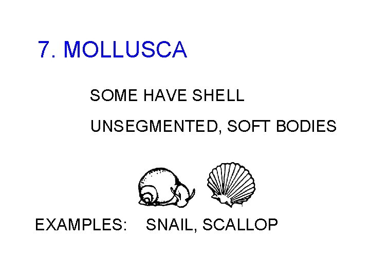 7. MOLLUSCA SOME HAVE SHELL UNSEGMENTED, SOFT BODIES EXAMPLES: SNAIL, SCALLOP 