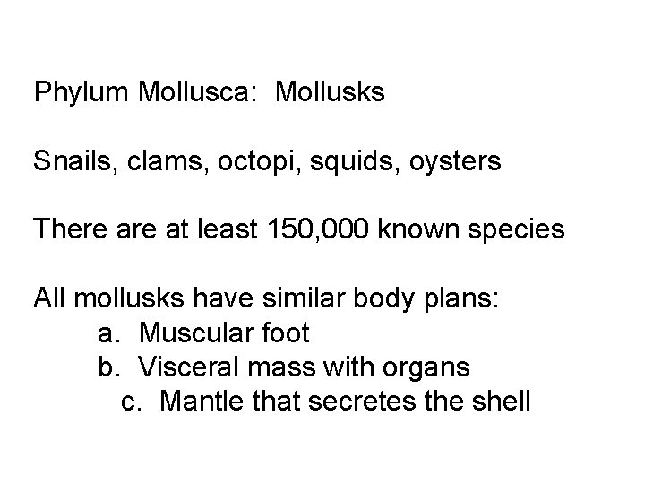 Phylum Mollusca: Mollusks Snails, clams, octopi, squids, oysters There at least 150, 000 known