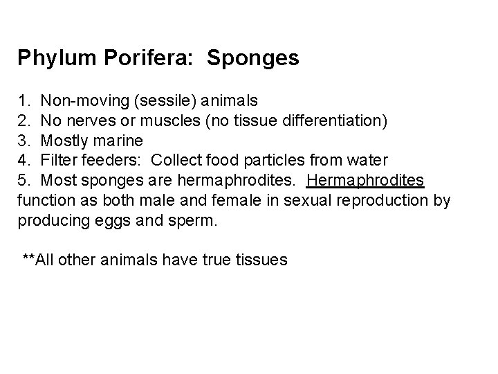 Phylum Porifera: Sponges 1. Non-moving (sessile) animals 2. No nerves or muscles (no tissue