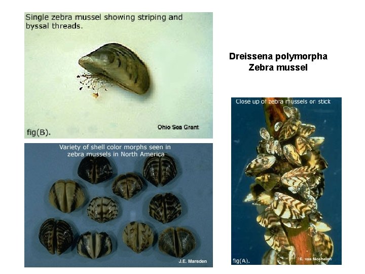 Dreissena polymorpha Zebra mussel 