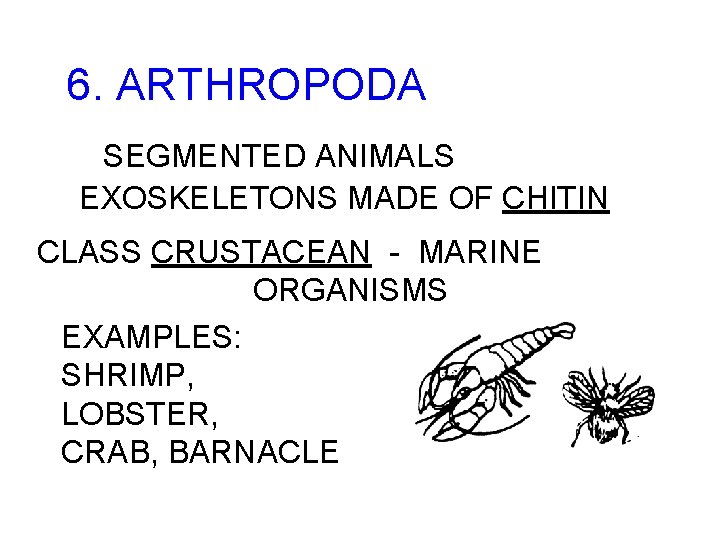 6. ARTHROPODA SEGMENTED ANIMALS EXOSKELETONS MADE OF CHITIN CLASS CRUSTACEAN - MARINE ORGANISMS EXAMPLES:
