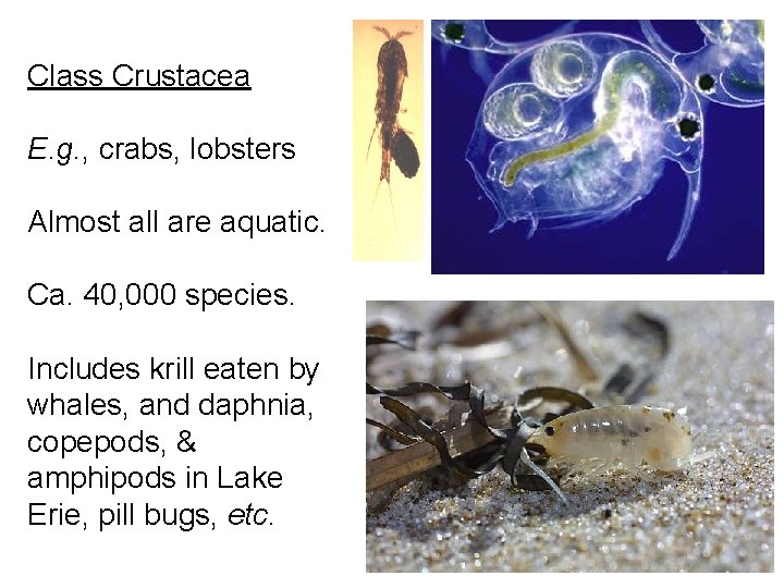 Class Crustacea E. g. , crabs, lobsters Almost all are aquatic. Ca. 40, 000