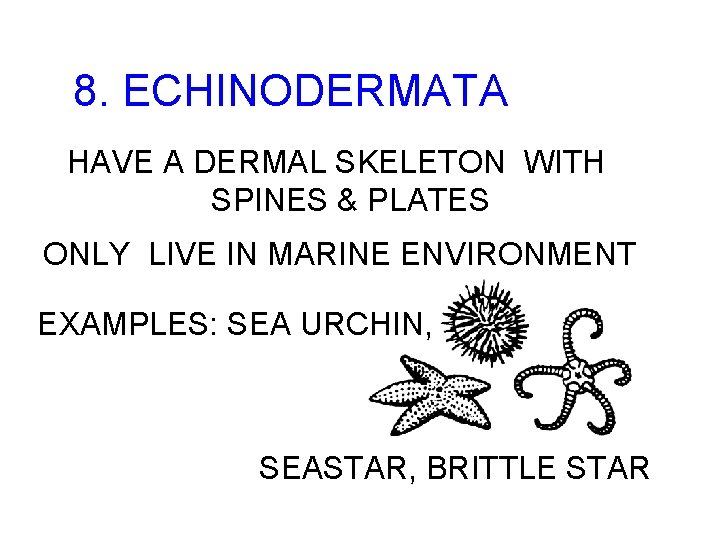8. ECHINODERMATA HAVE A DERMAL SKELETON WITH SPINES & PLATES ONLY LIVE IN MARINE