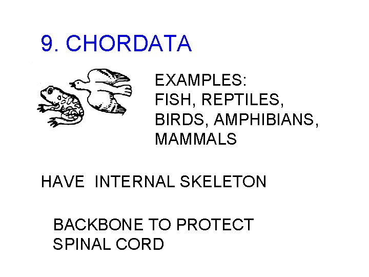 9. CHORDATA EXAMPLES: FISH, REPTILES, BIRDS, AMPHIBIANS, MAMMALS HAVE INTERNAL SKELETON BACKBONE TO PROTECT