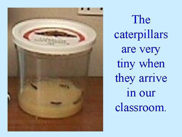 The caterpillars are very tiny when they arrive in our classroom. 