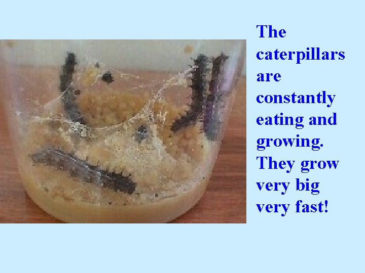 The caterpillars are constantly eating and growing. They grow very big very fast! 