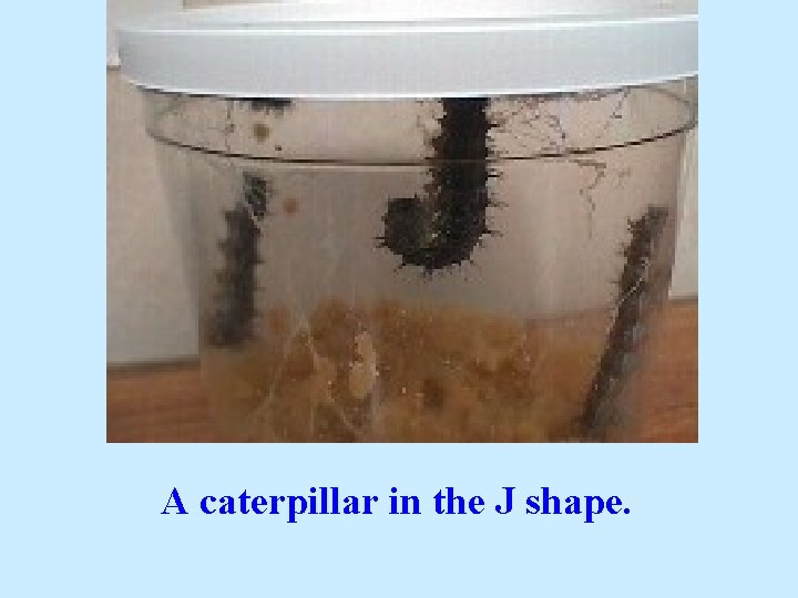 A caterpillar in the J shape. 