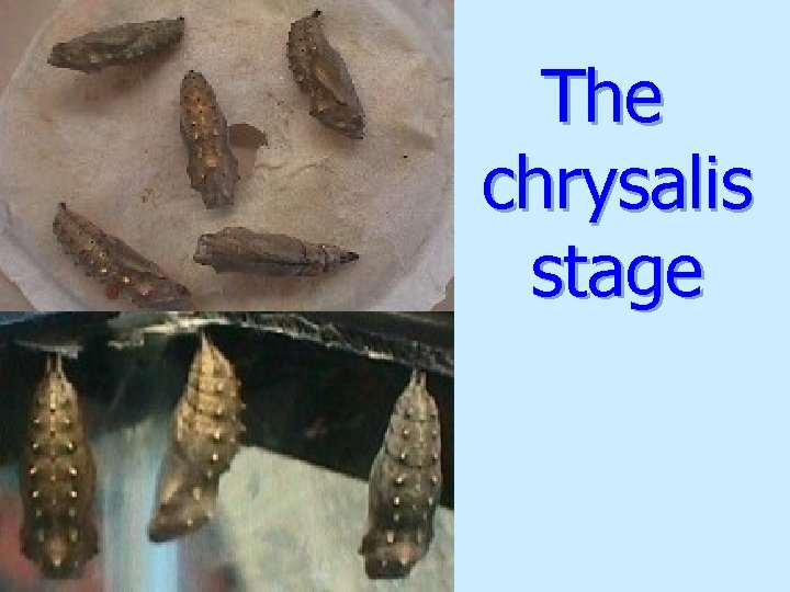 The chrysalis stage 