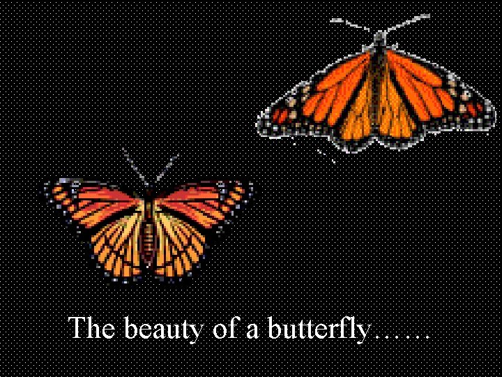 The beauty of a butterfly…… 