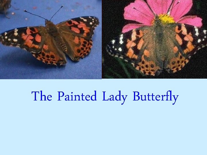 The Painted Lady Butterfly 