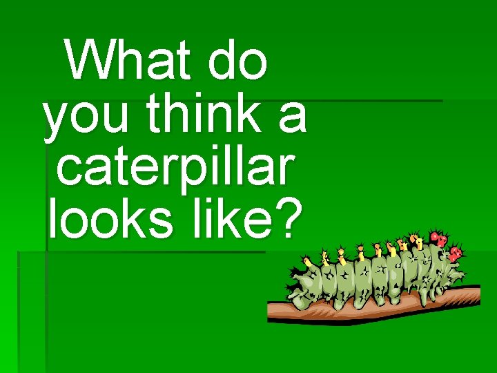 What do you think a caterpillar looks like? 