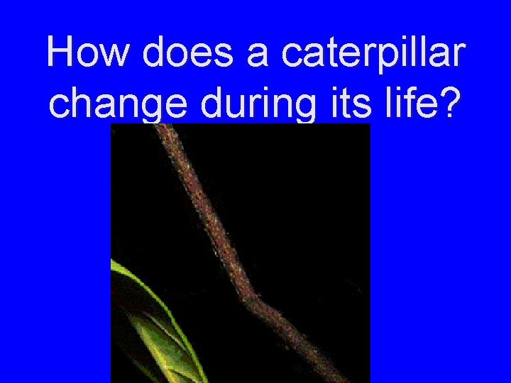 How does a caterpillar change during its life? 