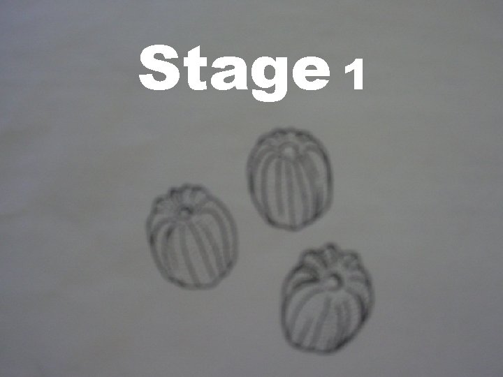 Stage 1 