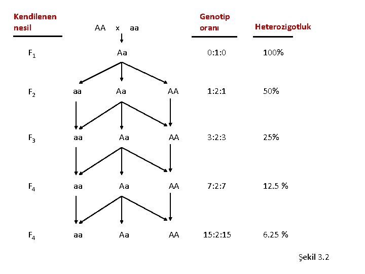 Kendilenen nesil AA F 1 x Genotip oranı aa Aa Aa Heterozigotluk 0: 1: