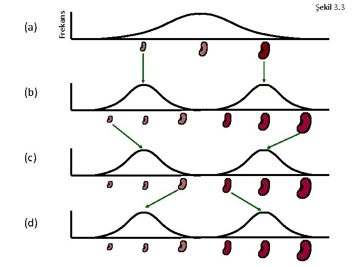 (b) (c) (d) Frekans (a) Şekil 3. 3 