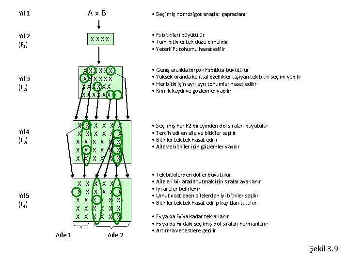 Ax. B Yıl 1 Yıl 2 (F 1) • Seçilmiş homozigot anaçlar çaprazlanır •