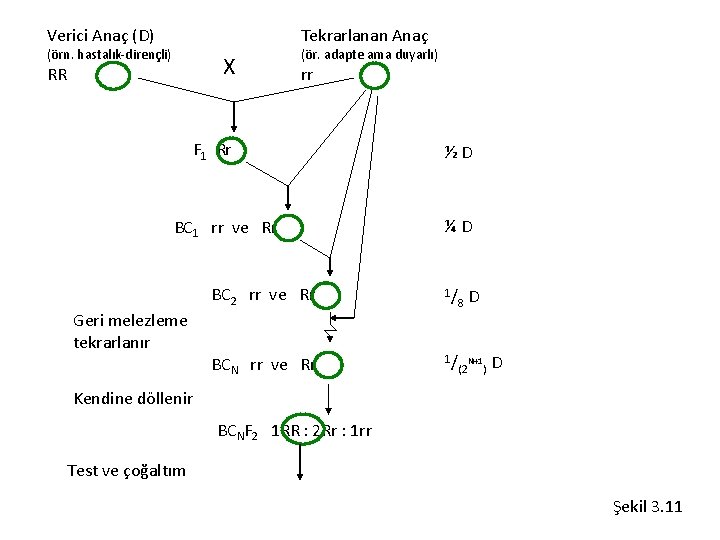 Verici Anaç (D) Tekrarlanan Anaç (örn. hastalık-dirençli) X RR (ör. adapte ama duyarlı) rr
