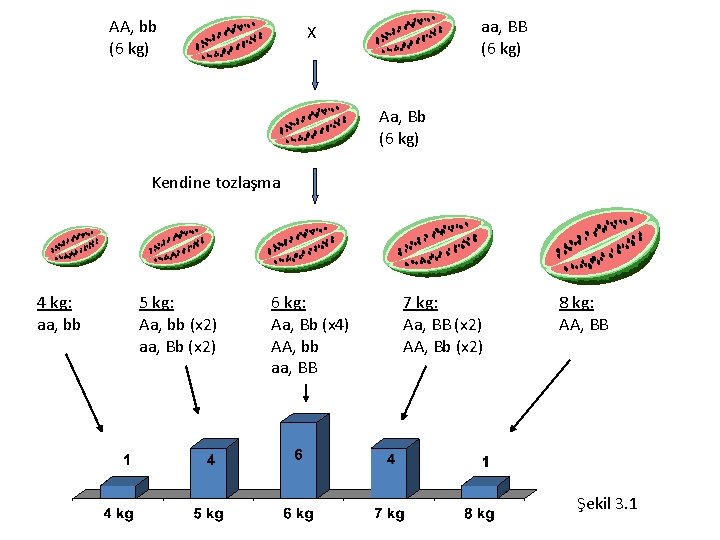 AA, bb (6 kg) aa, BB (6 kg) X Aa, Bb (6 kg) Kendine