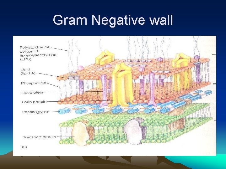Gram Negative wall 