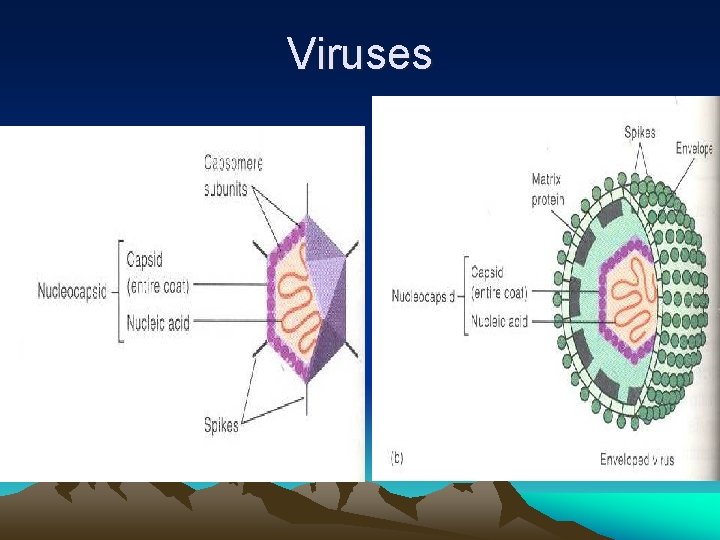 Viruses 