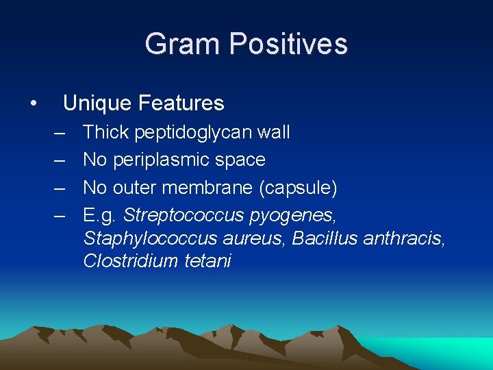Gram Positives • Unique Features – – Thick peptidoglycan wall No periplasmic space No