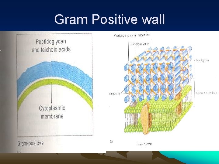 Gram Positive wall 