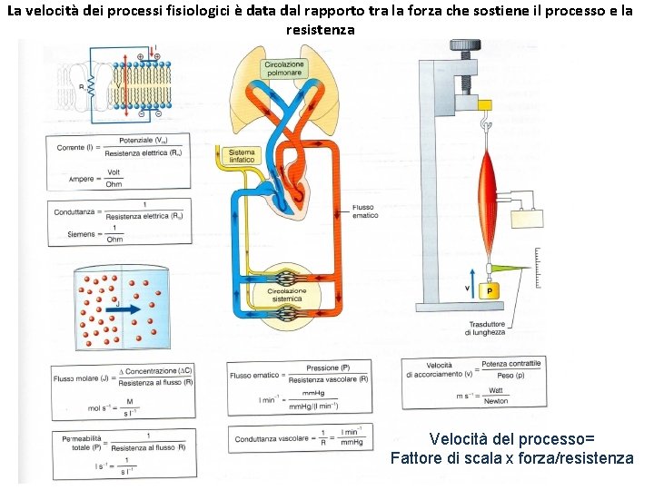 La velocità dei processi fisiologici è data dal rapporto tra la forza che sostiene