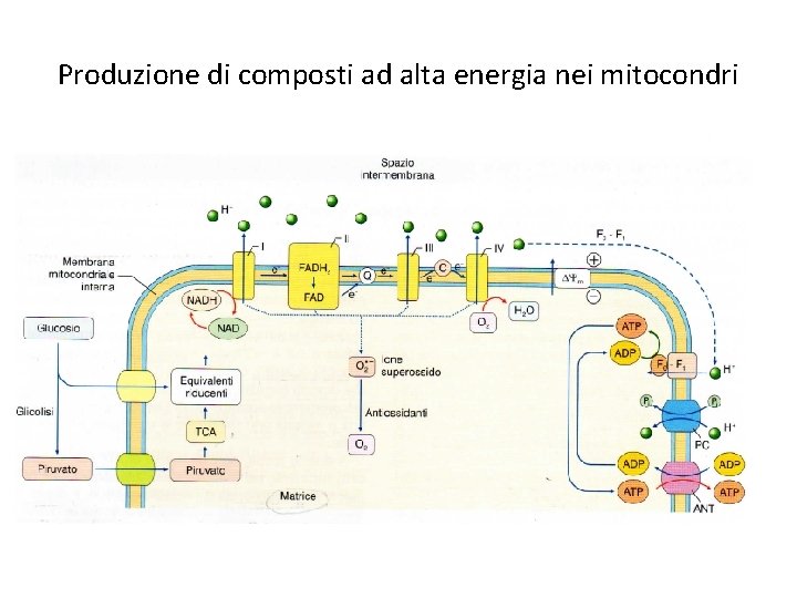 Produzione di composti ad alta energia nei mitocondri 