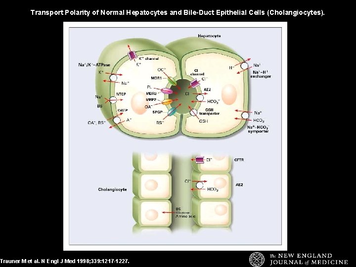 Transport Polarity of Normal Hepatocytes and Bile-Duct Epithelial Cells (Cholangiocytes). Trauner M et al.