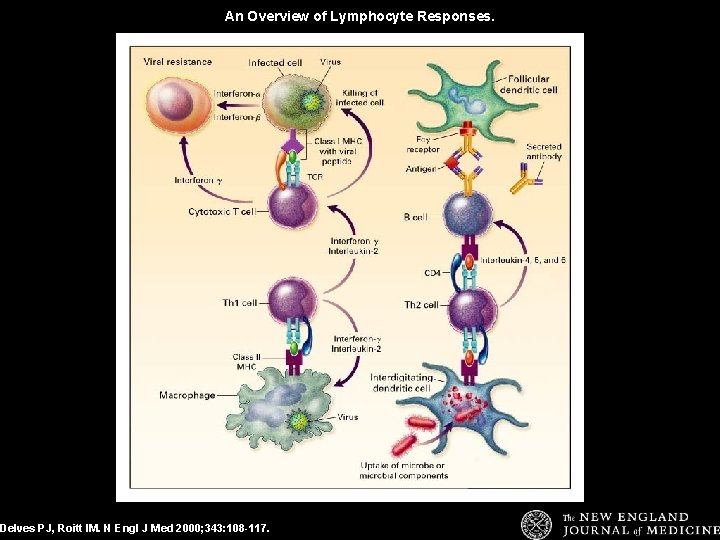 An Overview of Lymphocyte Responses. Delves PJ, Roitt IM. N Engl J Med 2000;