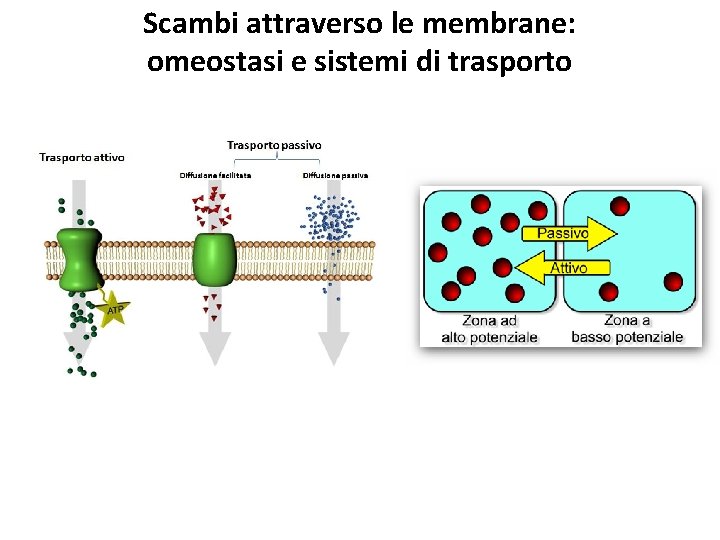 Scambi attraverso le membrane: omeostasi e sistemi di trasporto 