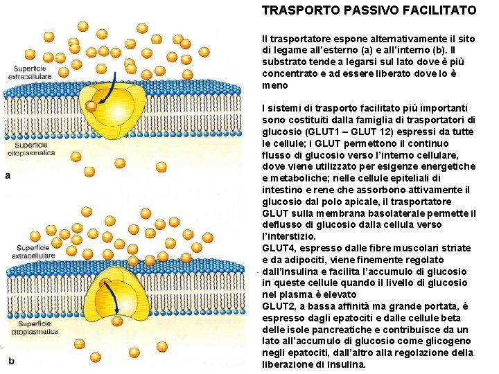 TRASPORTO PASSIVO FACILITATO Il trasportatore espone alternativamente il sito di legame all’esterno (a) e