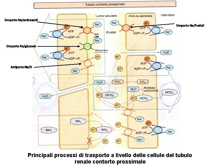 Principali processi di trasporto a livello delle cellule del tubulo renale contorto prossimale 