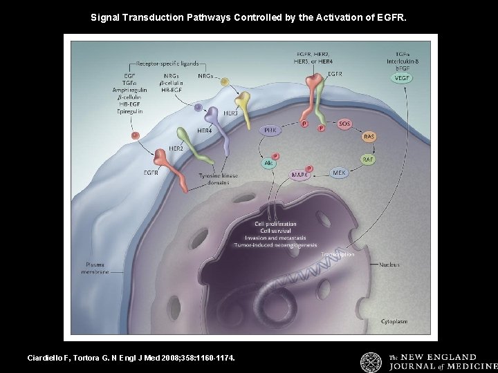 Signal Transduction Pathways Controlled by the Activation of EGFR. Ciardiello F, Tortora G. N