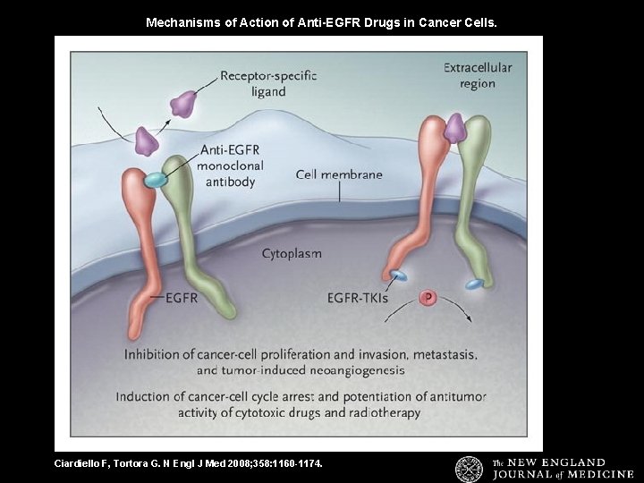 Mechanisms of Action of Anti-EGFR Drugs in Cancer Cells. Ciardiello F, Tortora G. N