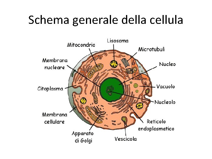 Schema generale della cellula 