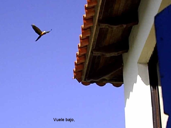 Vuele bajo, Vuele bajo,