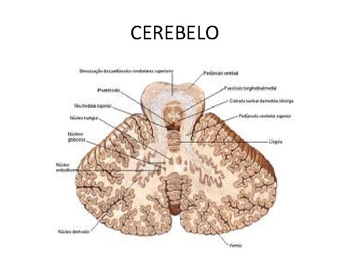 CEREBELO 