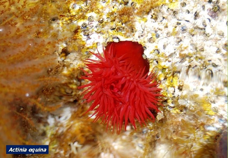 Actinia equina 