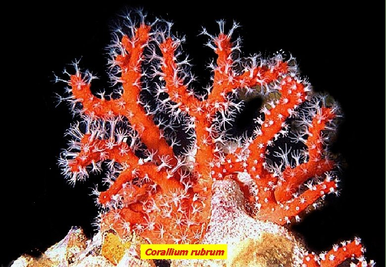 Corallium rubrum 