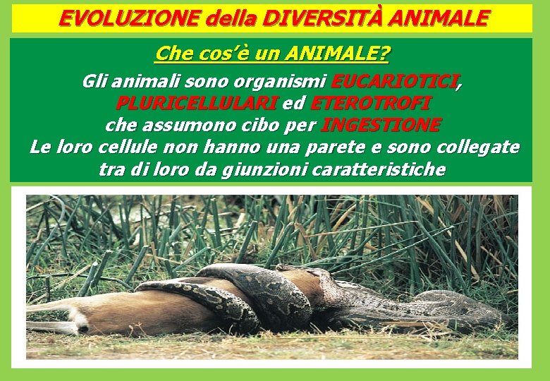 EVOLUZIONE della DIVERSITÀ ANIMALE Che cos’è un ANIMALE? Gli animali sono organismi EUCARIOTICI, PLURICELLULARI