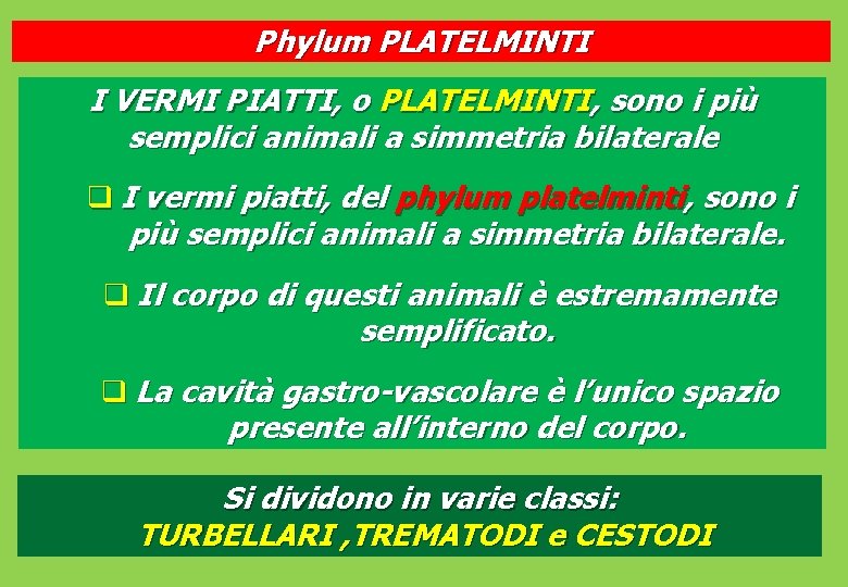 Phylum PLATELMINTI I VERMI PIATTI, o PLATELMINTI, sono i più semplici animali a simmetria