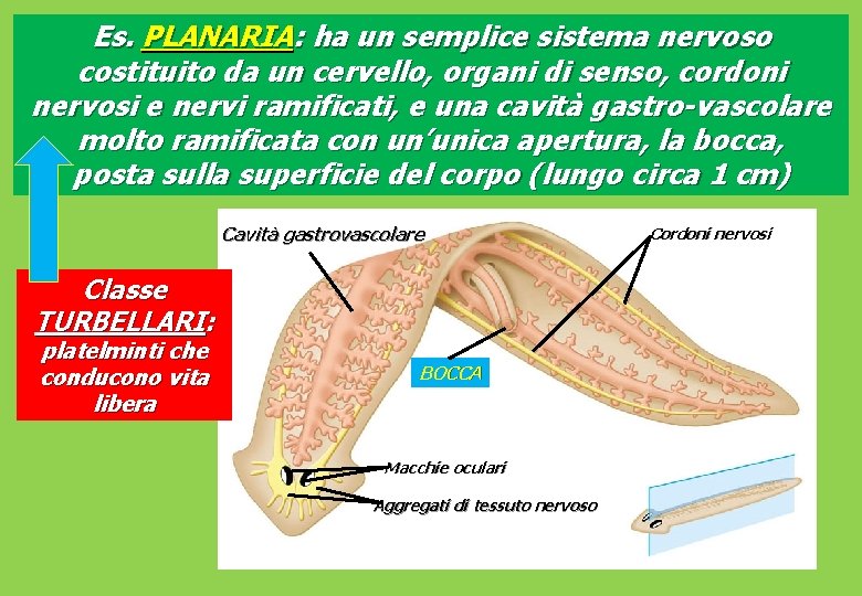 Es. PLANARIA: ha un semplice sistema nervoso costituito da un cervello, organi di senso,