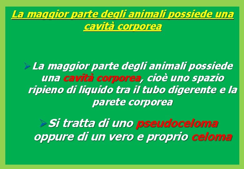 La maggior parte degli animali possiede una cavità corporea Ø La maggior parte degli