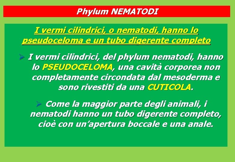 Phylum NEMATODI I vermi cilindrici, o nematodi, hanno lo pseudoceloma e un tubo digerente