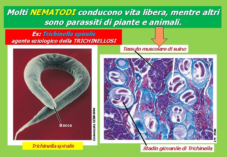 Molti NEMATODI conducono vita libera, mentre altri sono parassiti di piante e animali. Es: