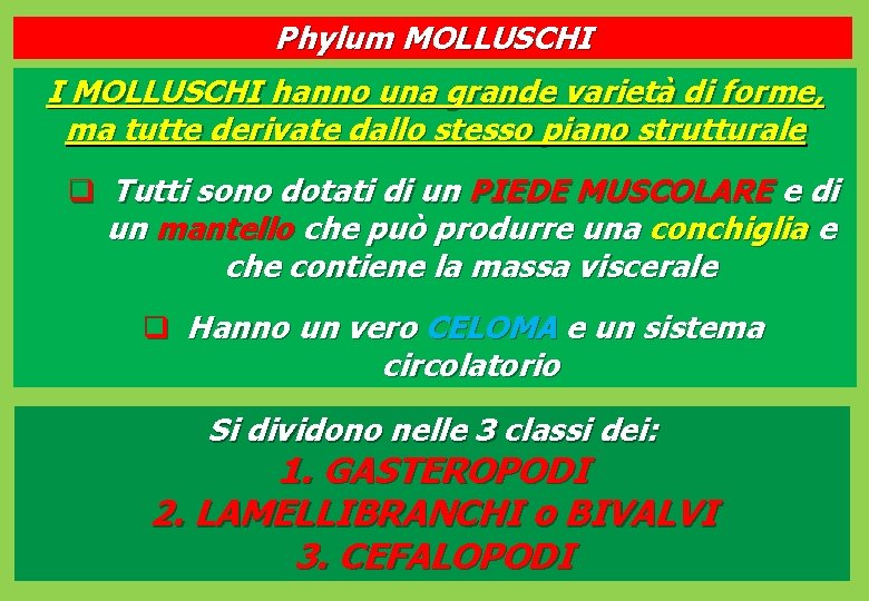 Phylum MOLLUSCHI I MOLLUSCHI hanno una grande varietà di forme, ma tutte derivate dallo