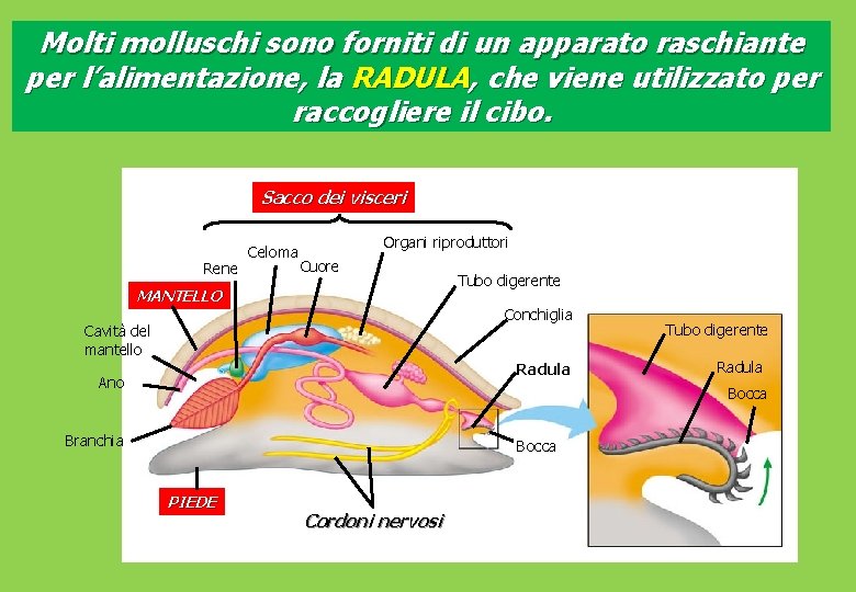 Molti molluschi sono forniti di un apparato raschiante per l’alimentazione, la RADULA, che viene